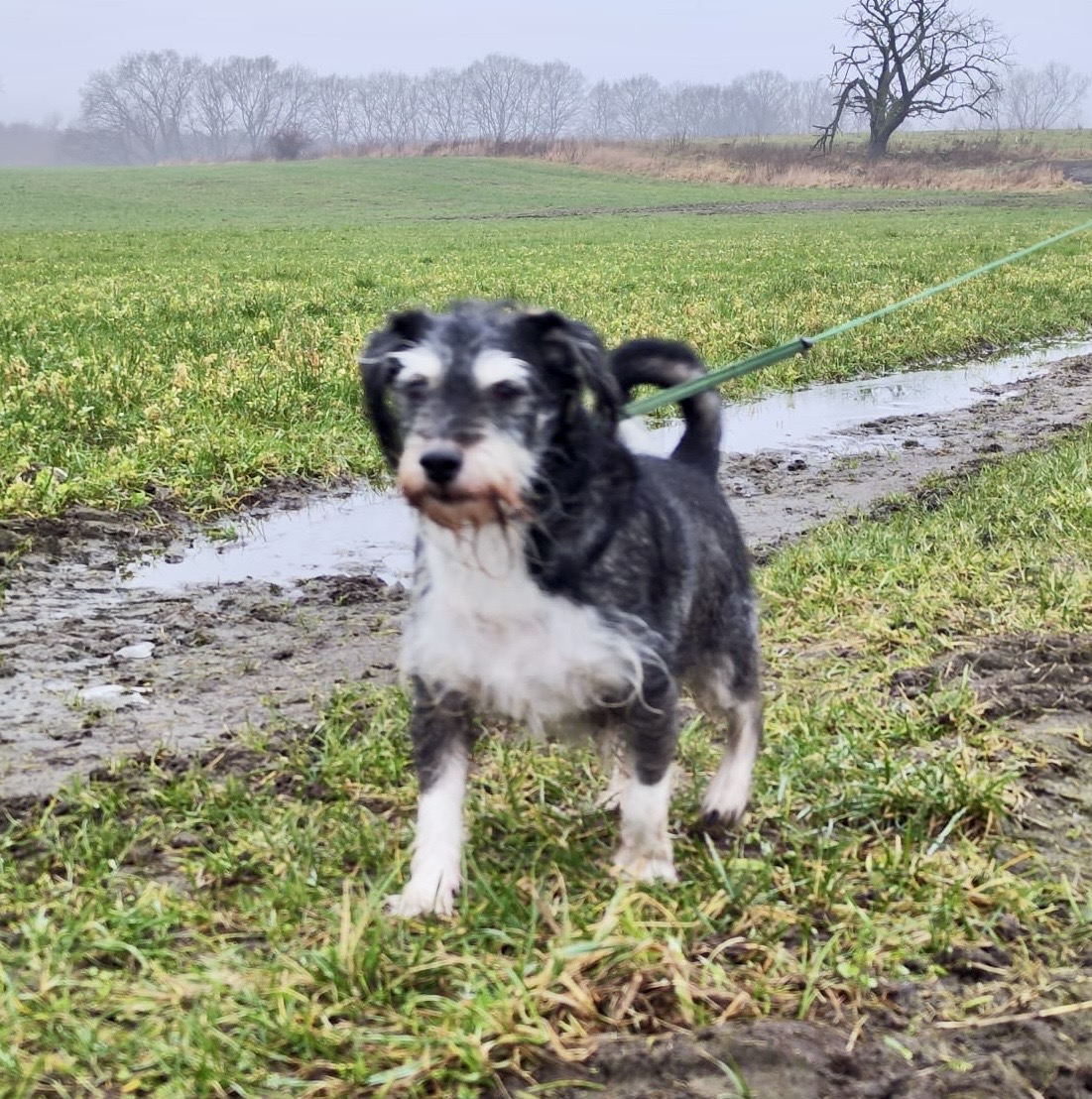 Fundhund in Garz - Bild 2
