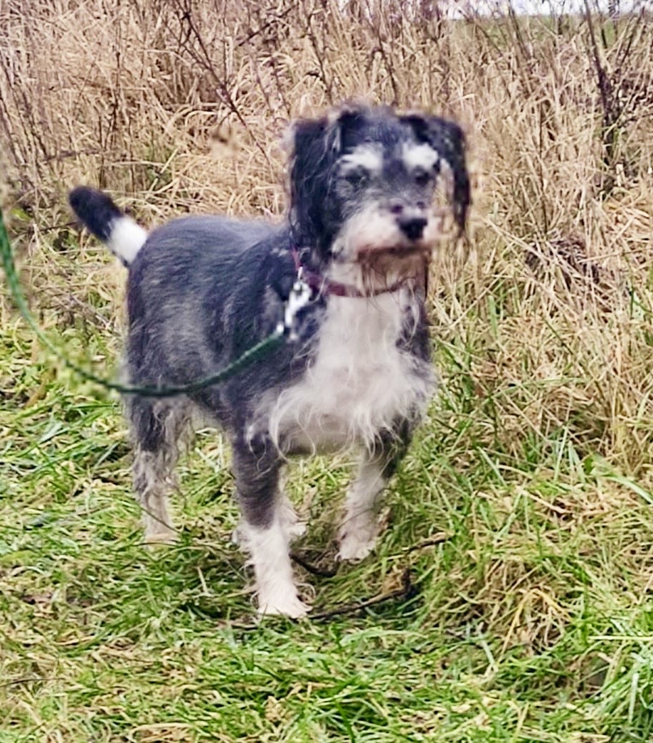 Fundhund in Garz - Bild 3